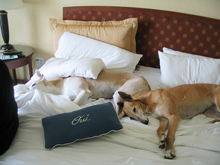 dog friendly hotel